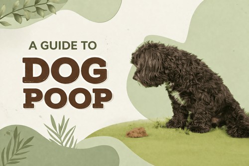Dog Stool Chart: Poop Colours, Texture & Signs of Health Issues - Brunswick Fur Food