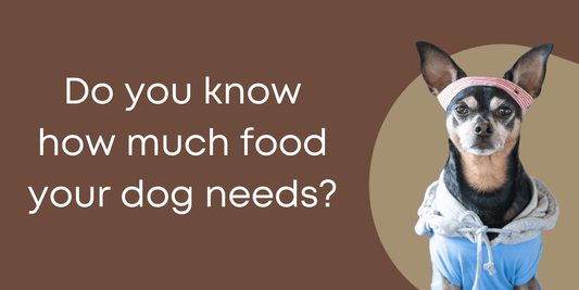 Feeding Fido: A Comprehensive Dog Food Chart for Every Weight Class - Brunswick Fur Food