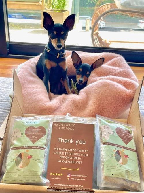 Finding Best Dog Food in Melbourne - Brunswick Fur Food