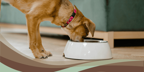 Grain-Free Dog Food: Hype, Health, or Harm? - Brunswick Fur Food
