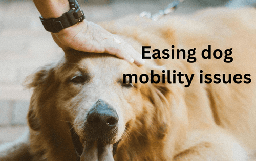 Holistic care tips for dogs with mobility issues - Brunswick Fur Food