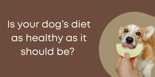 Is your dog’s diet as healthy as it should be? A simple guide to better nutrition - Brunswick Fur Food