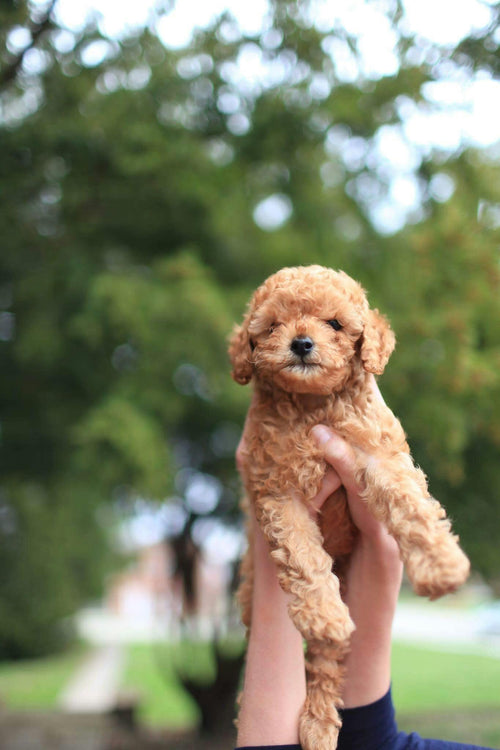 Poodle Perfection: Caring for Standard, Miniature, and Toy Poodles - Brunswick Fur Food