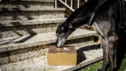 Seasonal Feeding Guide for Dogs: A Science-Based Approach - Brunswick Fur Food