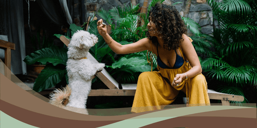 The ultimate guide to choosing healthy treats for your dogs - Brunswick Fur Food