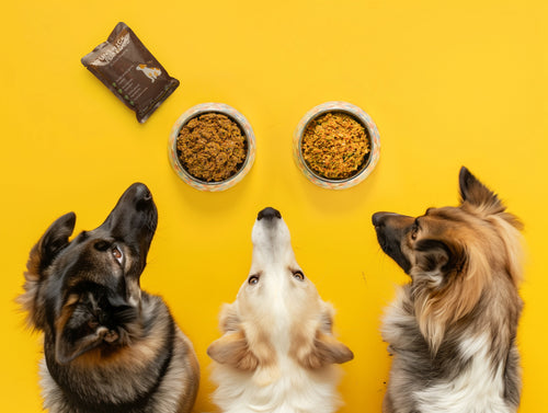 Understanding the Nutrition Spectrum: Lightly Cooked vs. Raw Food vs. Kibble for Dogs - Brunswick Fur Food