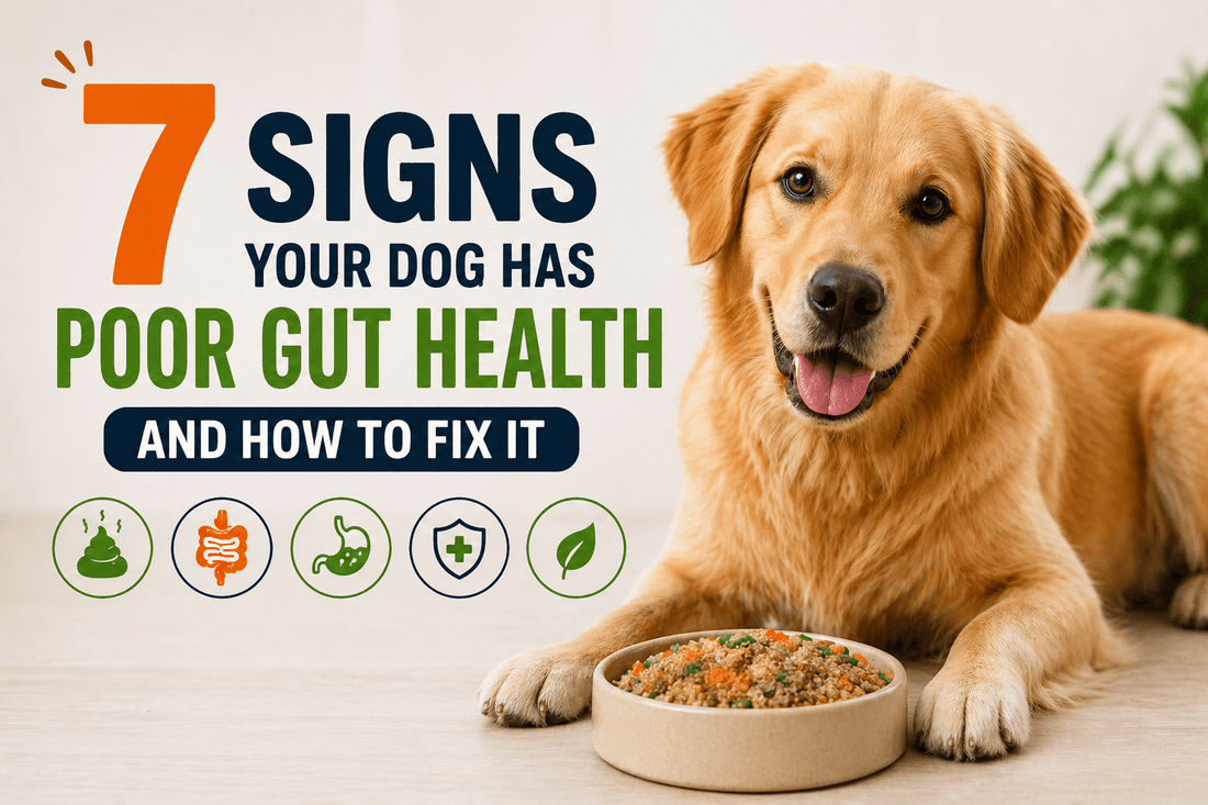 7 Signs Your Dog Has Poor Gut Health and How to Fix It - Brunswick Fur Food