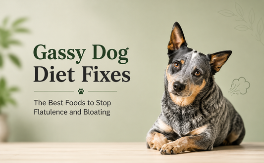 Gassy Dog Diet Fixes: The Best Foods to Stop Flatulence and Bloating