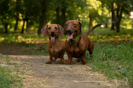 Dachshund Puppy Diet Guide: Feeding Tips for Healthy Growth - Brunswick Fur Food