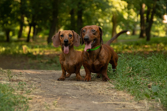 Dachshund Puppy Diet Guide: Feeding Tips for Healthy Growth