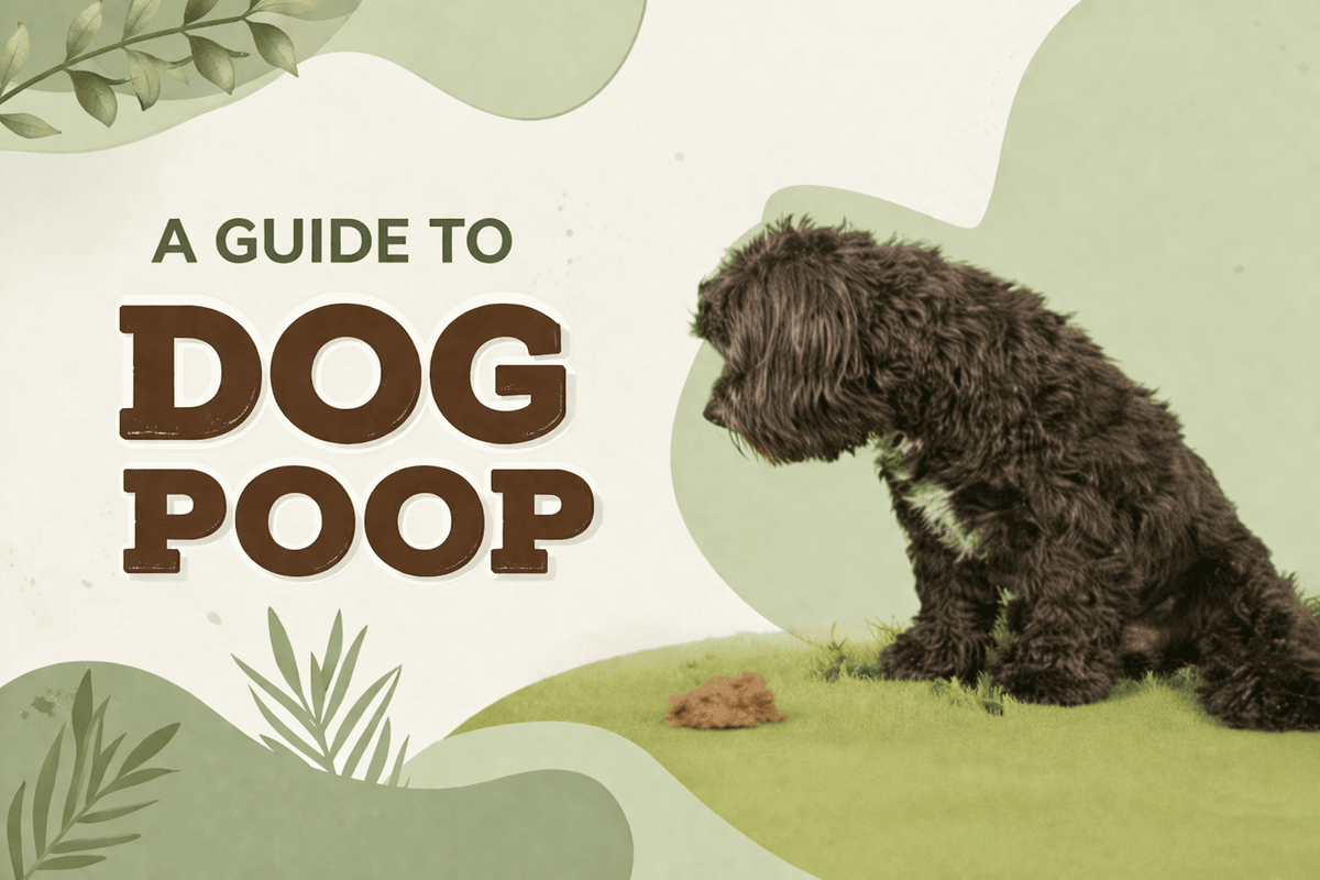 Dog Stool Chart Guide: Poop Colours, Texture & Health Meaning