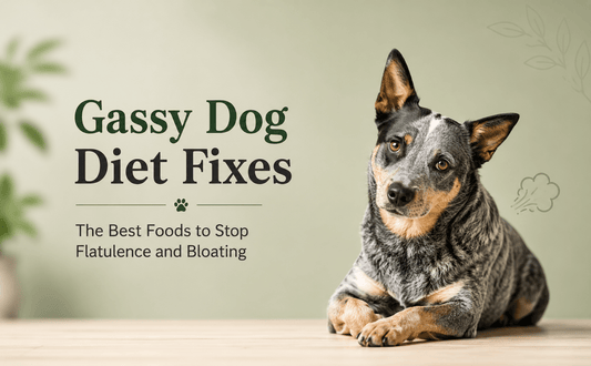 Gassy Dog Diet Fixes: The Best Foods to Stop Flatulence and Bloating - Brunswick Fur Food