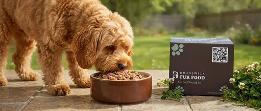 Homemade Dog Diet: Nutritional Gaps and Vet Advice - Brunswick Fur Food