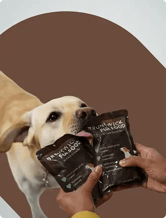 Immunity-Boosting Diets for Dogs: What Works & What to Avoid - Brunswick Fur Food
