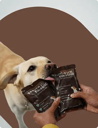 Immunity-Boosting Diets for Dogs: What Works & What to Avoid - Brunswick Fur Food