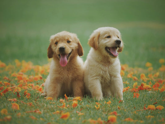 Why Your Pet Deserves Better Dog Treats and How to Choose Them