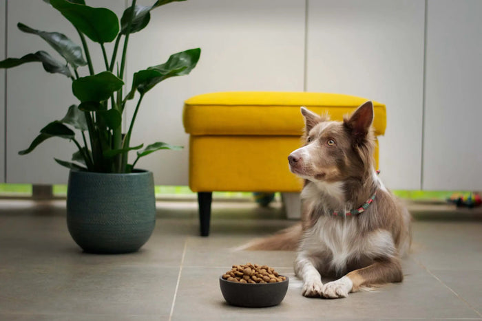Raw vs Gently Cooked Dog Food: Which Is Actually Better for Your Dog - Brunswick Fur Food