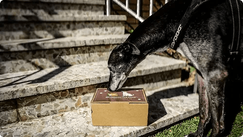 Seasonal Feeding Guide for Dogs: A Science-Based Approach - Brunswick Fur Food