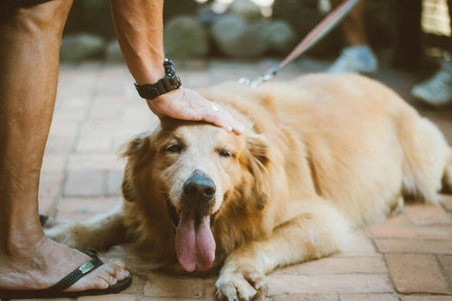 Senior dog aging, health and happiness - Brunswick Fur Food