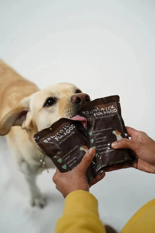 Why Is My Dog Not Eating? What It Means and Expert-Backed Ways to Fix It - Brunswick Fur Food