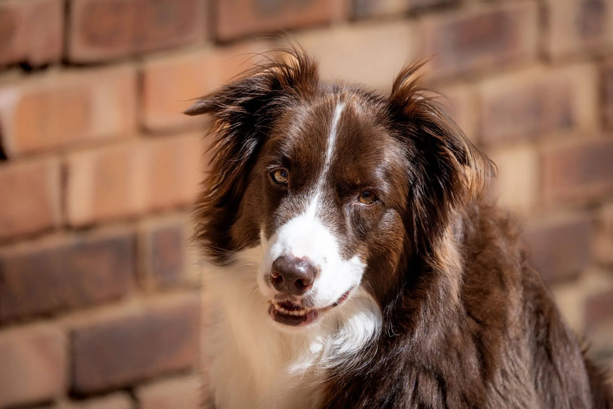 Fresh dog food prepared with love