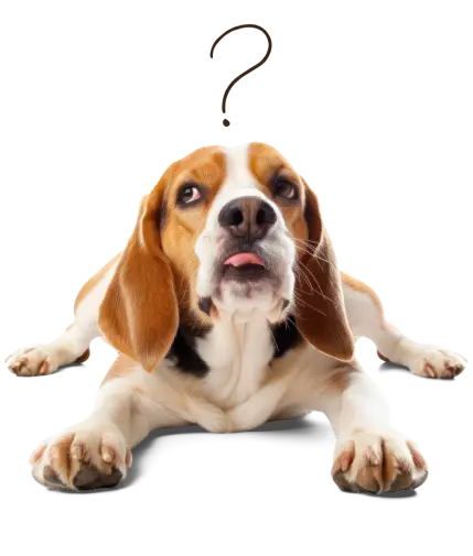 Food for senior dogs