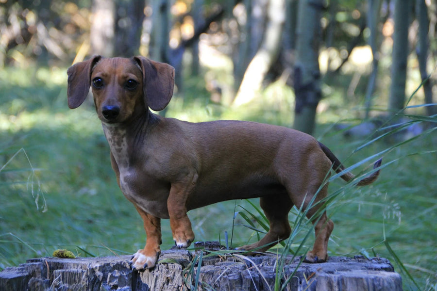 Fresh Dog Food for Dachshunds