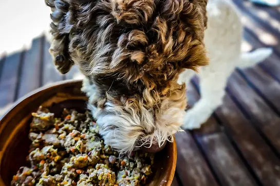 Why we're Australia's best dog food subscription